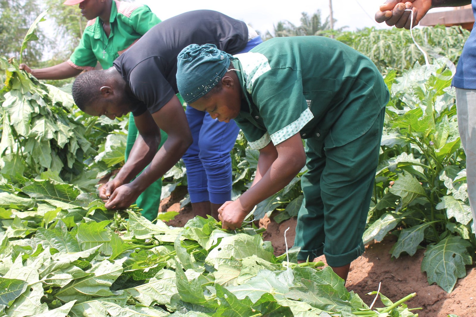 Agriculture durable en pratique